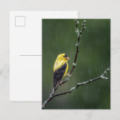 Ein unglücklicher Goldfinch Postkarte (Vorne/Hinten)
