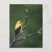 Ein unglücklicher Goldfinch Postkarte (Vorderseite)
