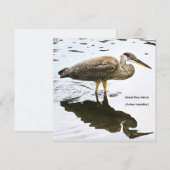 Ein unreifer Graureiher (Ardea herodias)  (Vorne/Hinten)