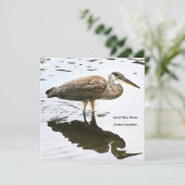 Ein unreifer Graureiher (Ardea herodias)  (Stehend Vorderseite)