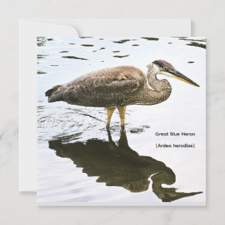 Ein unreifer Graureiher (Ardea herodias)