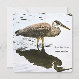 Ein unreifer Graureiher (Ardea herodias) Mitteilungskarte