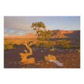 Ein Utah Juniper Juniperus Osteosperma) Fotodruck (Vorne)