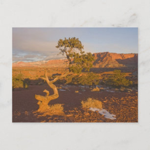 Ein Utah Juniper Juniperus Osteosperma) Postkarte