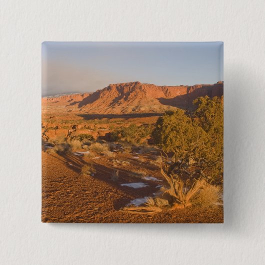 Ein Utah-Wacholder (Juniperus osteosperma)-Baum in Button (Vorderseite)
