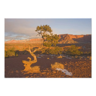 Ein Utah-Wacholder (Juniperus osteosperma)-Baum in Fotodruck