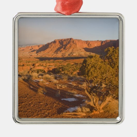 Ein Utah-Wacholder (Juniperus osteosperma)-Baum in Silbernes Ornament (Vorne)