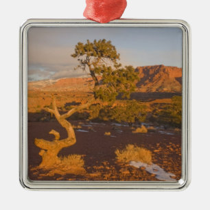 Ein Utah-Wacholder (Juniperus osteosperma)-Baum in Silbernes Ornament