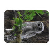 Ein verschwommenes Baby mit Barred Owlet Magnet (Horizontal)