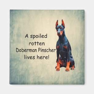 Ein verwöhnter Rotten Doberman Pinscher lebt hier Magnet