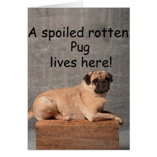 Ein verwöhnter Rotter Mops lebt hier