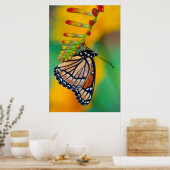 Ein Viceroy Butterfly auf Blume Poster (Küche)