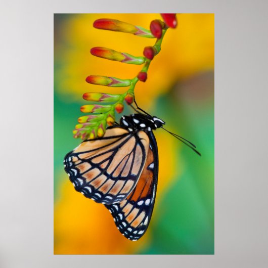 Ein Viceroy Butterfly auf Blume Poster (Vorne)