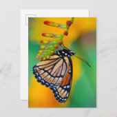 Ein Viceroy Butterfly auf Blume Postkarte (Vorne/Hinten)