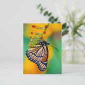 Ein Viceroy Butterfly auf Blume Postkarte (Stehend Vorderseite)