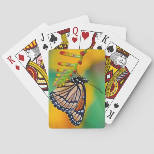 Ein Viceroy Butterfly auf Blume Spielkarten (Rückseite)