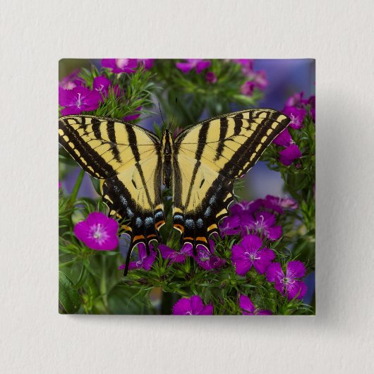 Ein Viceroy Butterfly auf dunkelrosa Blume Button (Vorderseite)