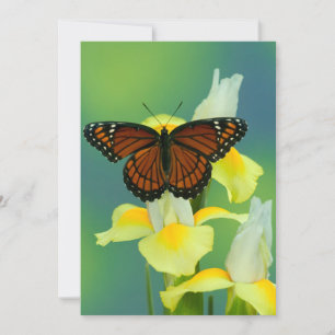 Ein Viceroy Butterfly auf einer gelben japanischen Dankeskarte