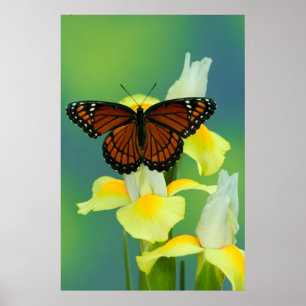 Ein Viceroy Butterfly auf einer gelben japanischen Poster