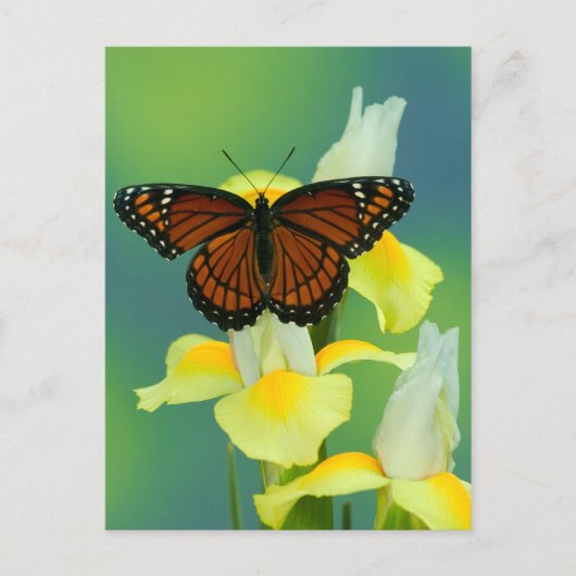 Ein Viceroy Butterfly auf einer gelben japanischen Postkarte (Vorderseite)