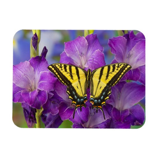 Ein Viceroy Butterfly auf Lila Glads Magnet (Horizontal)