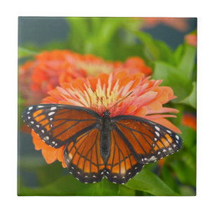 Ein Viceroy Butterfly auf Orange Zinnias Fliese