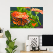 Ein Viceroy Butterfly auf Orange Zinnias Poster (Heimbüro)