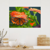 Ein Viceroy Butterfly auf Orange Zinnias Poster (Küche)