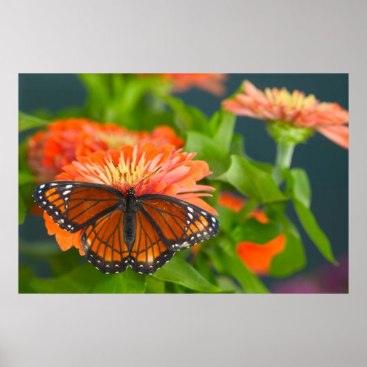 Ein Viceroy Butterfly auf Orange Zinnias Poster (Vorne)