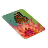 Ein Viceroy Butterfly auf Zinnia Magnet (Rechte Seite)
