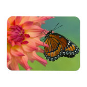 Ein Viceroy Butterfly auf Zinnia Magnet (Horizontal)
