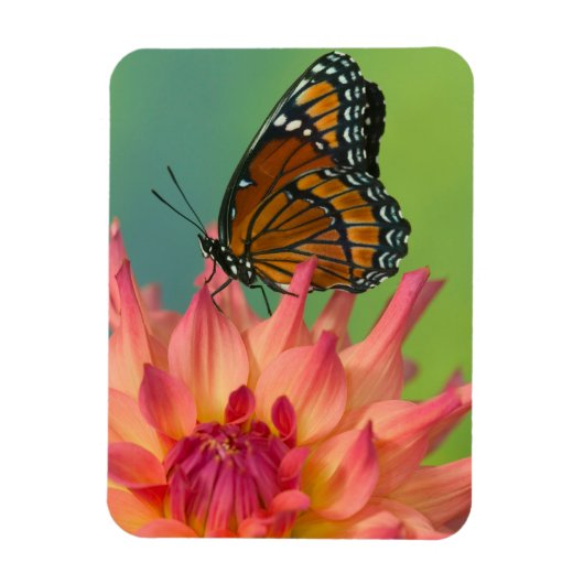 Ein Viceroy Butterfly auf Zinnia Magnet (Vertikal)