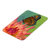 Ein Viceroy Butterfly auf Zinnia Magnet (Linke Seite)