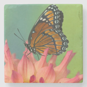 Ein Viceroy Butterfly auf Zinnia Steinuntersetzer