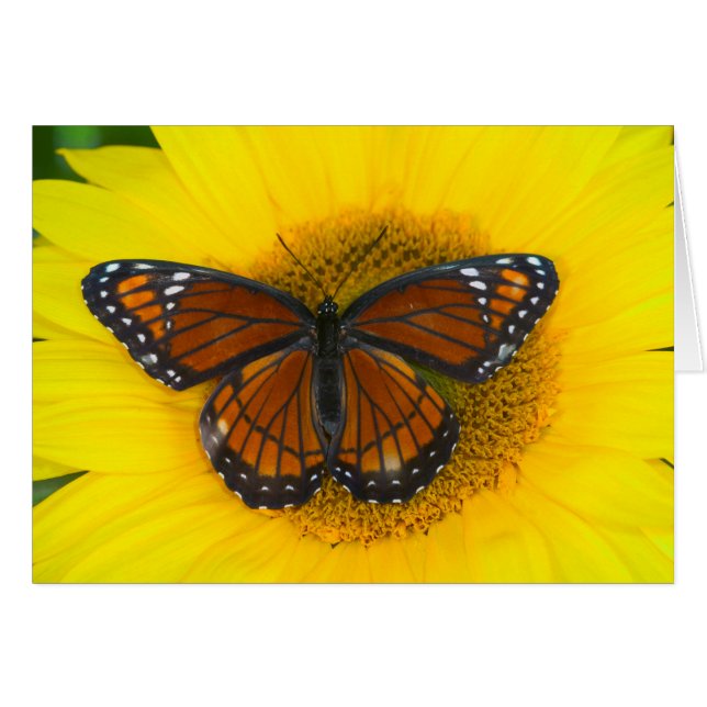 Ein Viceroy Butterfly | Limenitis Archippus (Vorderseite (Horizontal))