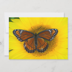 Ein Viceroy Butterfly   Limenitis Archippus Dankeskarte