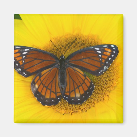 Ein Viceroy Butterfly | Limenitis Archippus Magnet (Vorne)
