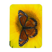 Ein Viceroy Butterfly | Limenitis Archippus Magnet (Vertikal)