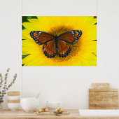 Ein Viceroy Butterfly | Limenitis Archippus Poster (Küche)