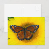 Ein Viceroy Butterfly | Limenitis Archippus Postkarte (Vorne/Hinten)