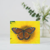 Ein Viceroy Butterfly | Limenitis Archippus Postkarte (Stehend Vorderseite)
