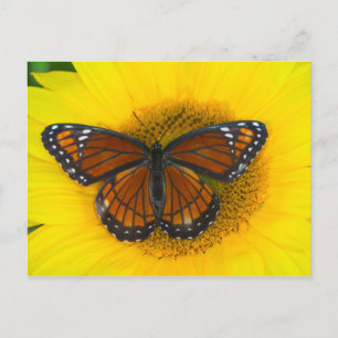 Ein Viceroy Butterfly   Limenitis Archippus Postkarte
