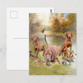Ein vielseitiger Aristokrat in Ungarisch Vizsla Postkarte (Vorne/Hinten)