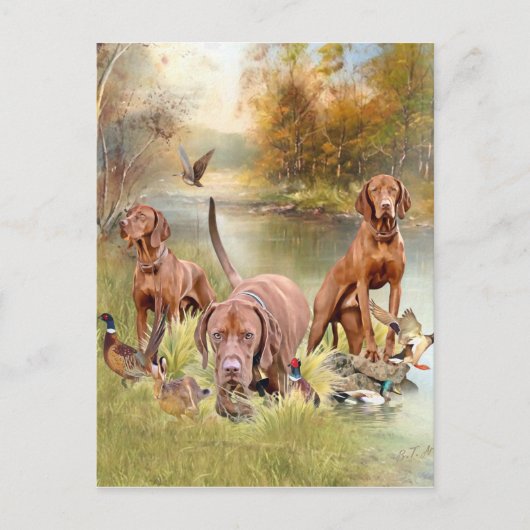 Ein vielseitiger Aristokrat in Ungarisch Vizsla Postkarte (Vorderseite)