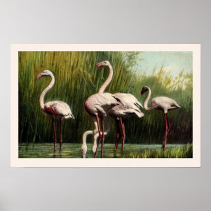 Ein Vintage-Rosa-Flamingo-Druck Poster