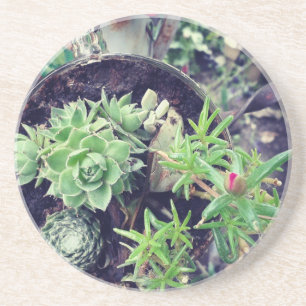 Ein Vintages Teacup voller #succulent Pflanze Sandstein Untersetzer