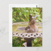 Ein Vogel im Bad Postkarte (Vorne/Hinten)