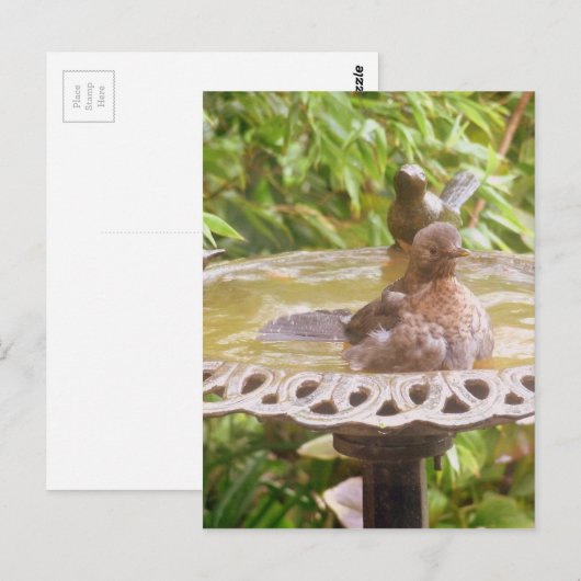 Ein Vogel im Bad Postkarte (Vorne/Hinten)