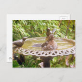 Ein Vogel im Bad Postkarte (Vorne/Hinten)