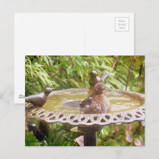 Ein Vogel im Bad Postkarte (Vorne/Hinten)